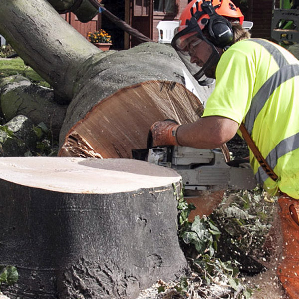 Tree and Arb work in Lincolnshire