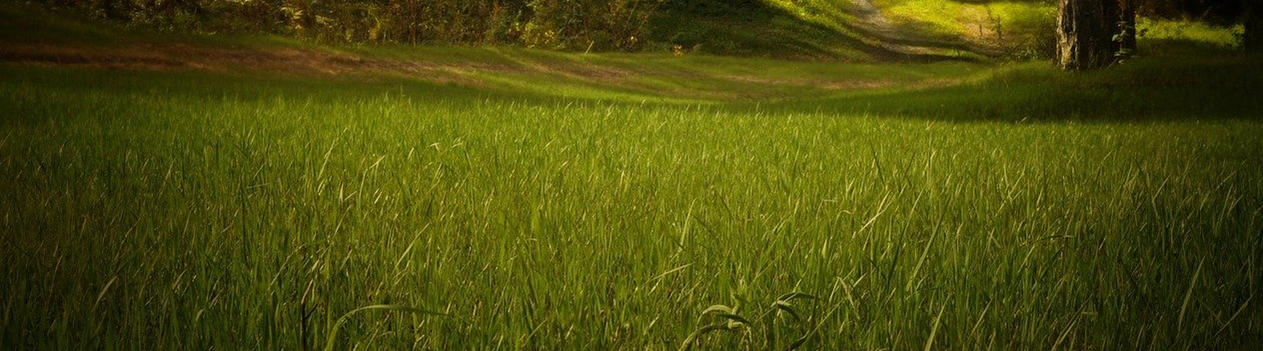 Bluestone - Professional Tree & Arb Services in Lincolnshire