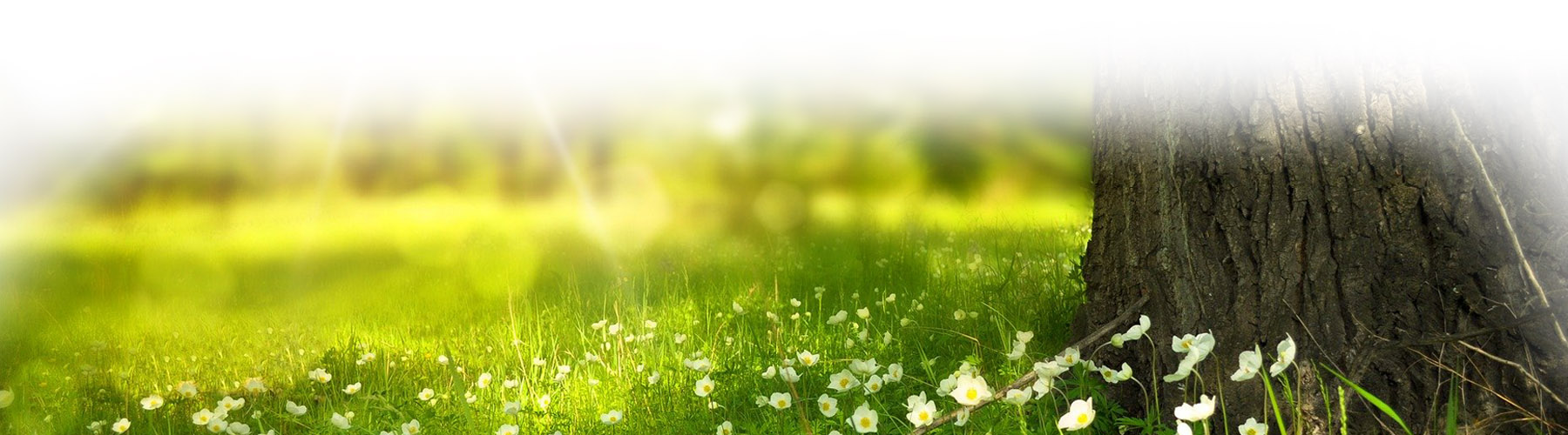 Bluestone - Professional Tree & Arb Services in Lincolnshire