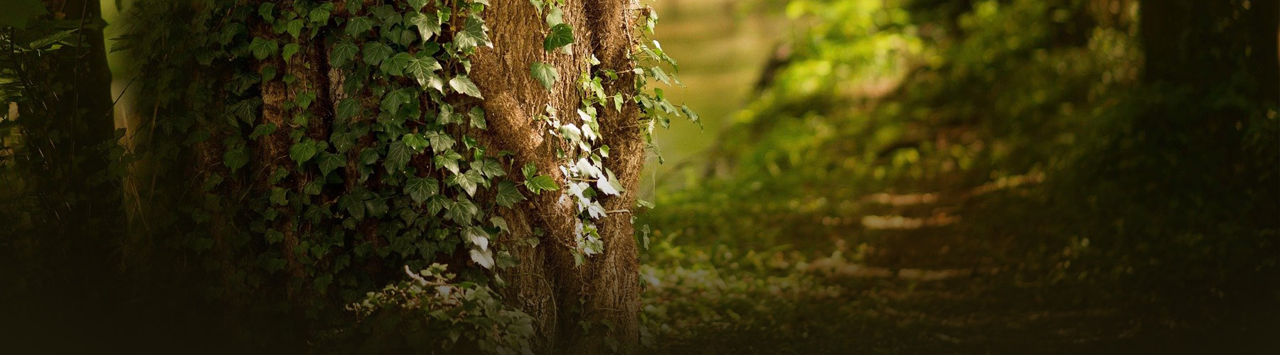 Bluestone - Professional Tree & Arb Services in Lincolnshire