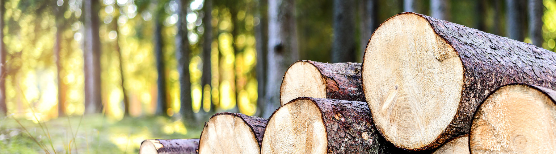 Bluestone - Professional Tree & Arb Services in Lincolnshire