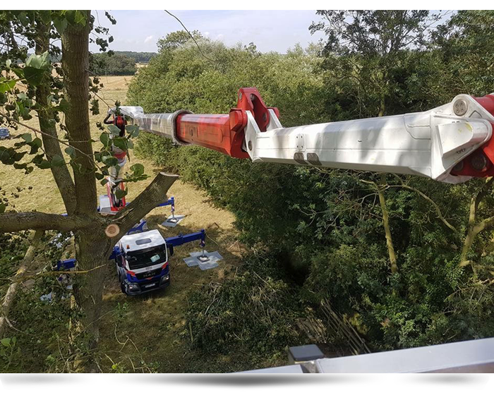 Tree Felling Services